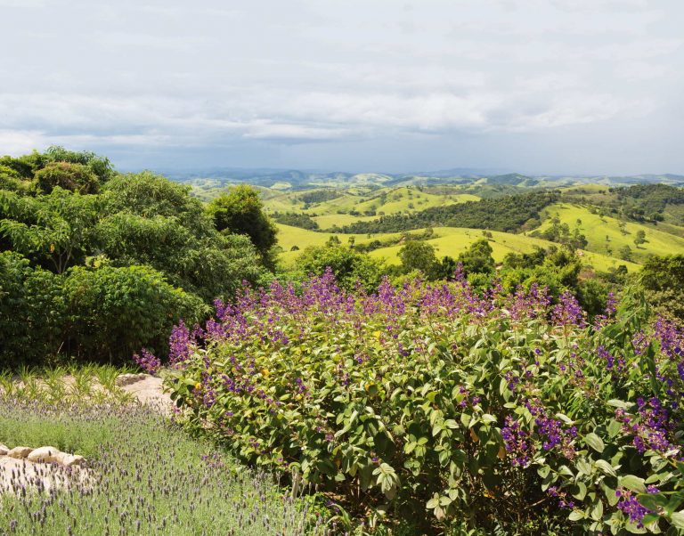Orelhadeonça mistura perfeita Revista Natureza