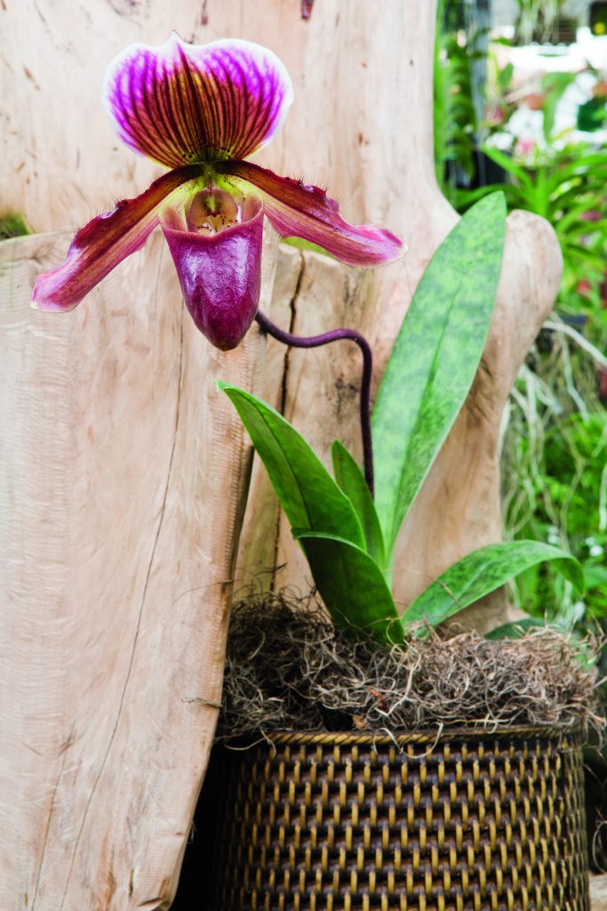 Orquídeas sapatinho - Revista Natureza