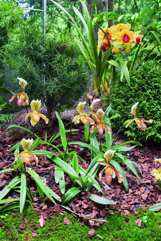 Orquídeas sapatinho - Revista Natureza