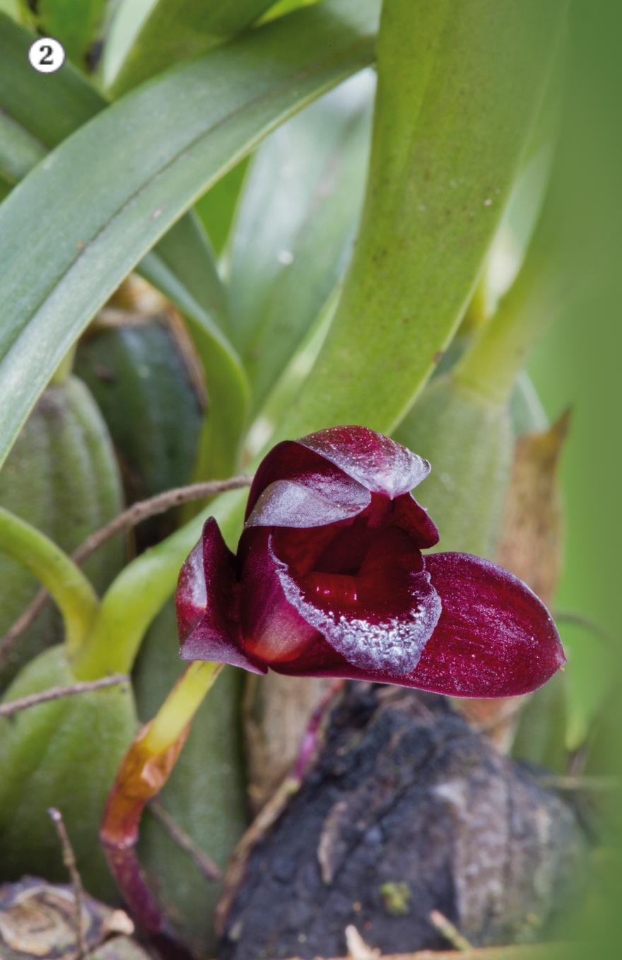 Orquídeas fora do comum - Revista Natureza