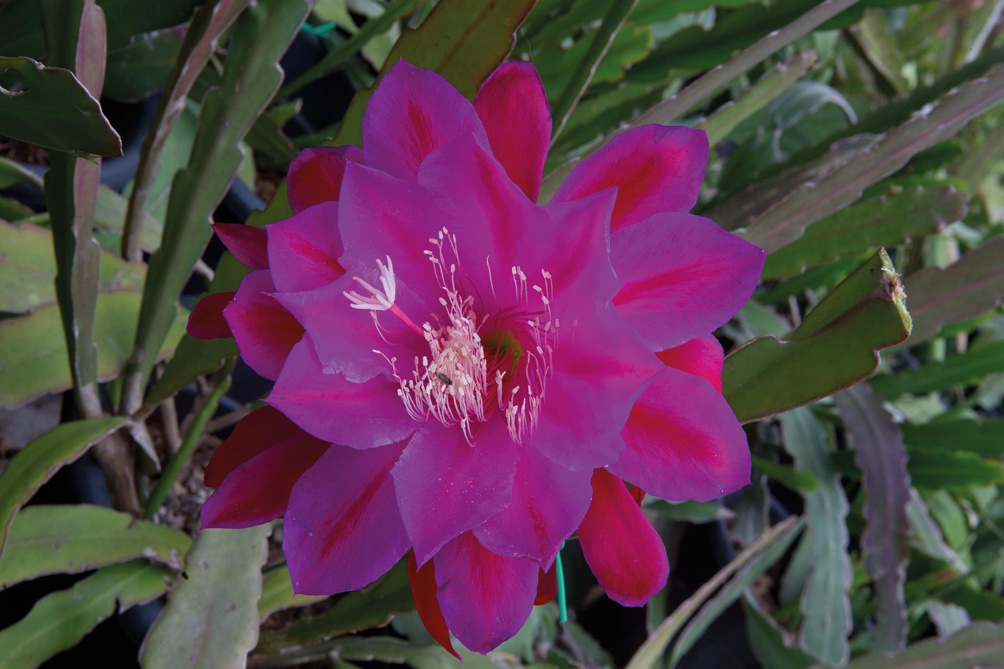 Mudas De Dama Da Noite Rosa Bebe Epiphyllum Gigante Flirtation Cactos  Orquídea