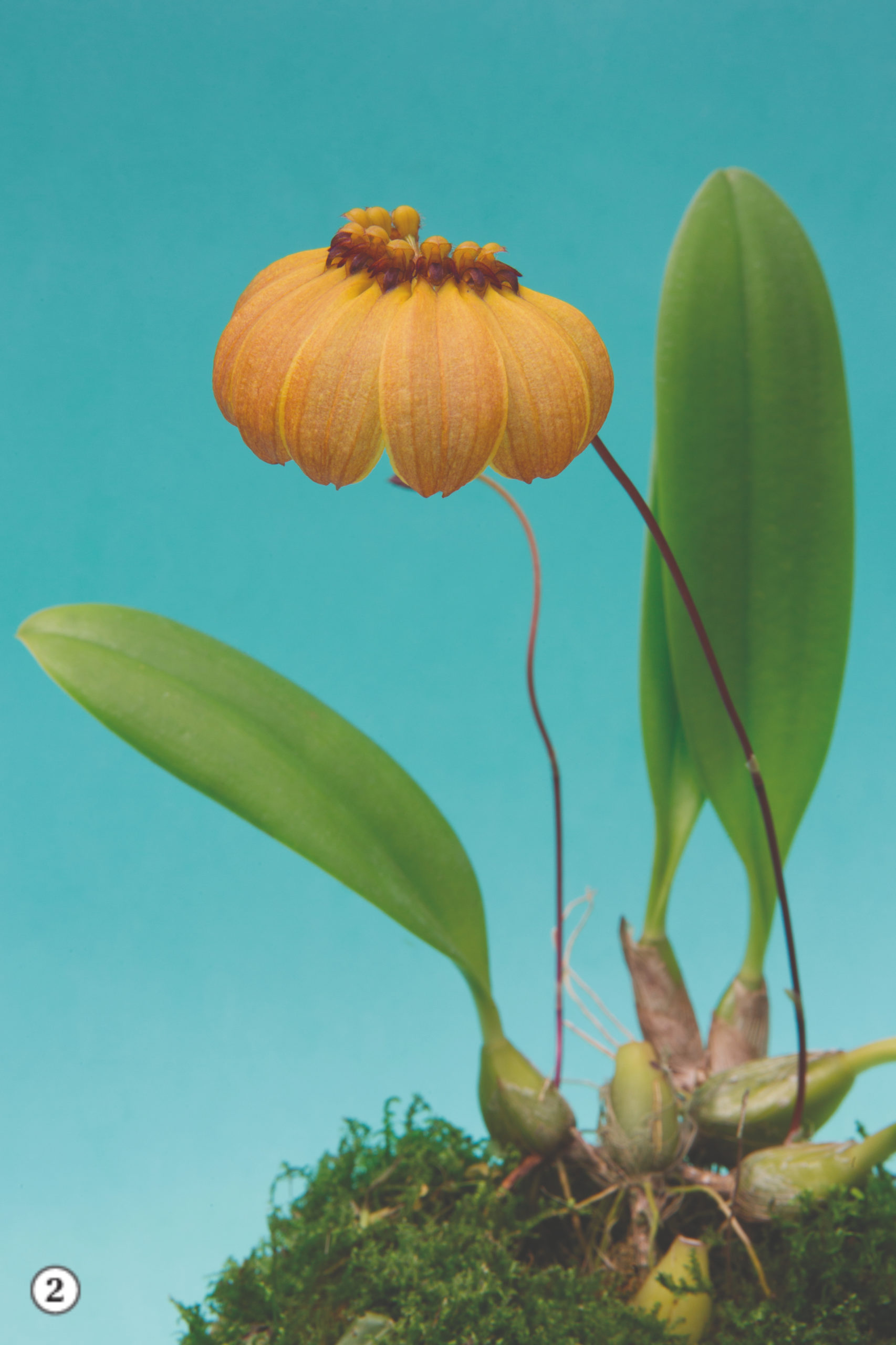 Orquídeas diferentes - Revista Natureza