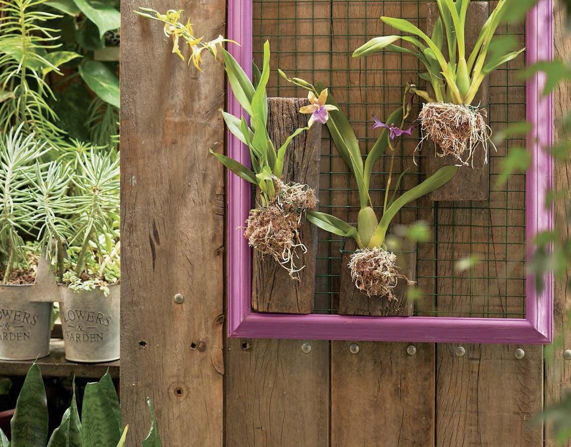 Passo a passo: Orquídeas na parede - Revista Natureza