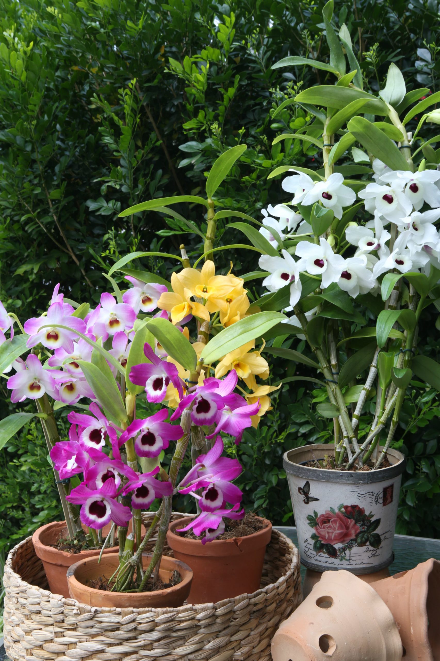 Vasos próprios para Dendrobium - Revista Natureza