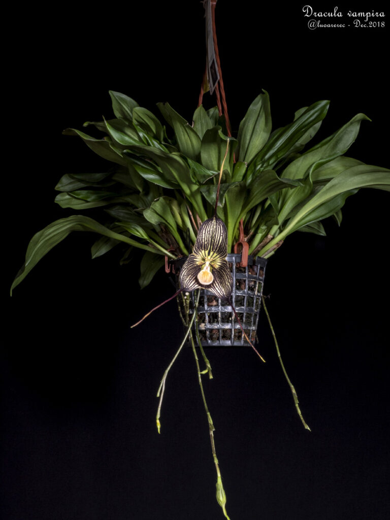 Conheça as orquídeas do gênero Dracula, uma fábrica de monstrinhos -  Revista Natureza
