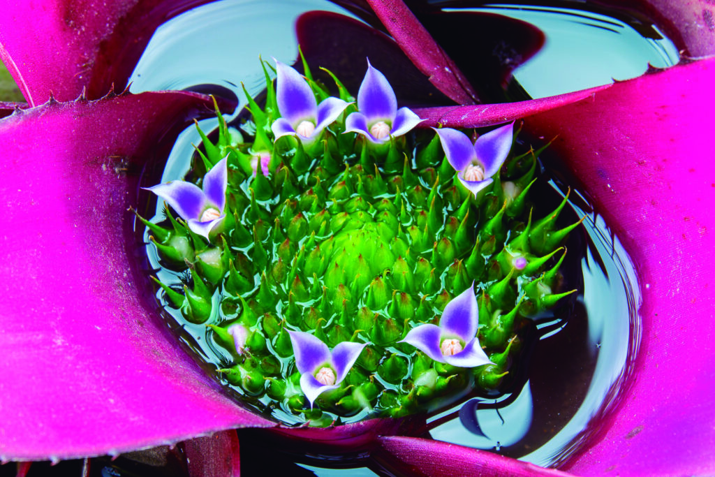 Bromélia. O oásis de uma planta só - Revista Natureza