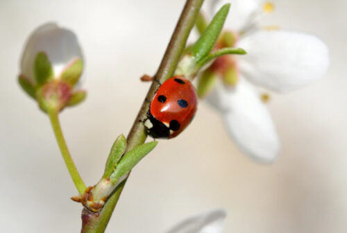Joaninha a melhor amiga do jardim - Revista Natureza