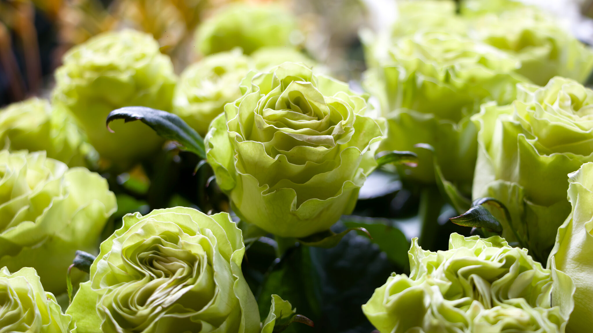 30 novas flores da Expoflora 2022 - Revista Natureza